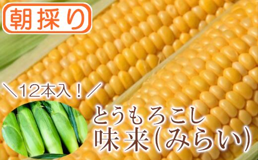 5位! 口コミ数「0件」評価「0」【農家直送】朝採りトウモロコシ『味来（みらい）』12本　ジュワッと弾ける美味しさ！ 野菜 トウモロコシ 朝採 セット 農家直送 甘い 味来【･･･ 