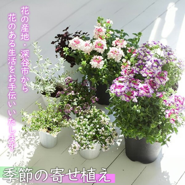 花のある暮らしで心もハッピー。季節の寄せ植え [11218-0060]