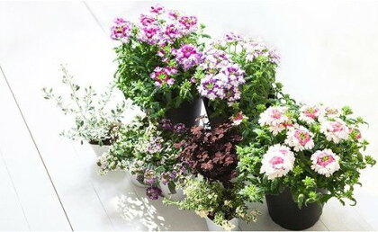 ＜12カ月定期便＞花のある暮らしで心もハッピー。季節の寄せ植え12カ月コース　【11218-0063】　# 鉢花 花苗 ポット 花 寄せ植え 定期便 深谷 深谷市 埼玉県