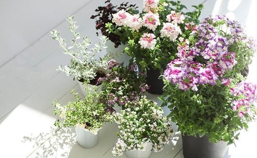 【ふるさと納税】＜12カ月定期便＞花のある暮らしで心もハッピー。季節の寄せ植え12カ月コース　【11218-0063】　# 鉢花 花苗 ポット 花 寄せ植え 定期便 深谷 深谷市 埼玉県