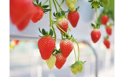 埼玉県深谷市の画像3