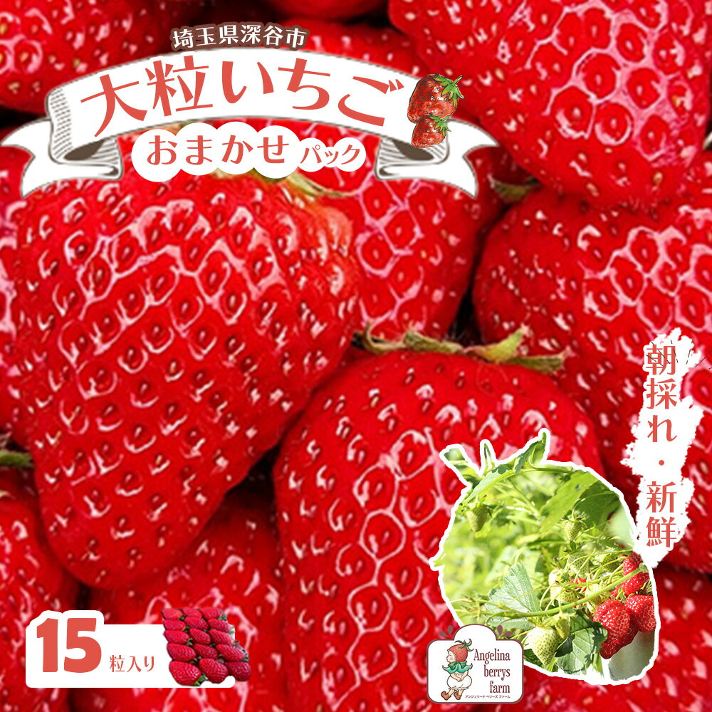 【ふるさと納税】Angelina berrys farm 15粒入おまかせ大粒いちご　【11218-0297】 # いちご 深谷 深谷市 朝採れ べにほっぺ 紅ほっぺ かおりの 恋みのり やよいひめ 完熟 果物 フルーツ アンジェリーナベリーズファーム 深谷市 埼玉県のサムネイル