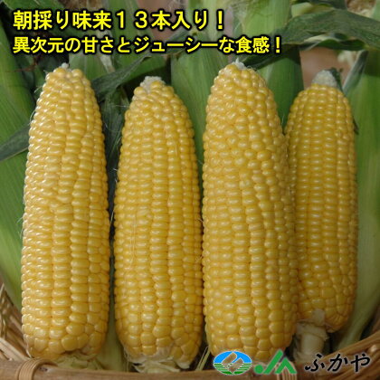 数量限定！JAふかや　朝採りとうもろこし「味来」　13本入り 野菜 トウモロコシ 朝採 セット 甘い 味来【11218-0457】