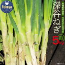 【ふるさと納税】<先行予約>柿澤農園 深谷ねぎ5kg(泥付き) 【11218-0407】 # 深谷ねぎ ねぎ 深谷 深谷市 土付き ドロ
