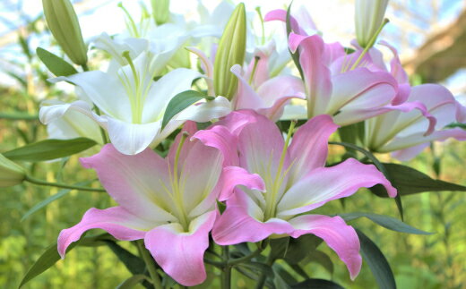 【ふるさと納税】【産直】オリエンタルユリの花束【15輪】　【11218-0531】 ゆり 百合 花束 贈りもの 贈り物 プレゼント ギフト 埼玉県 深谷市 百合の滝沢