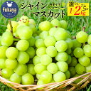 【ふるさと納税】【先行予約】シャインマスカット 選べるお届け内容量<1kg・1.5kg・訳あり1.5kg・2kg 【11218-0852・921〜923】 シャ...