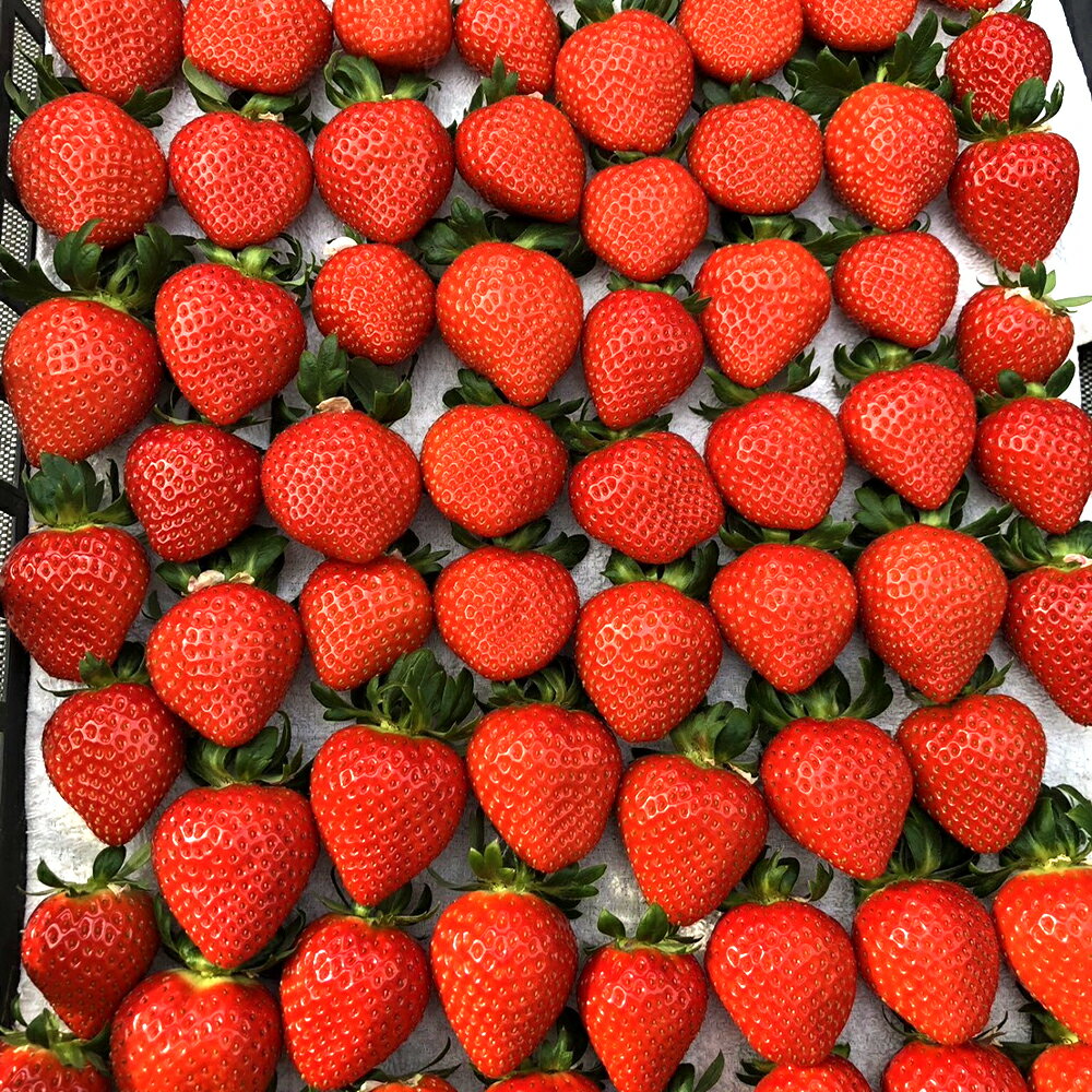 【ふるさと納税】【埼玉県】いちご狩り3種類食べ比べ体験（大人1名様）　品種：あきひめ・紅ほっぺ・べにたま　～たっぷり45分間お楽しみいただけます！～　【11218-0945】　# いちご 深谷 深谷市 あまりん 花園いちご園 2