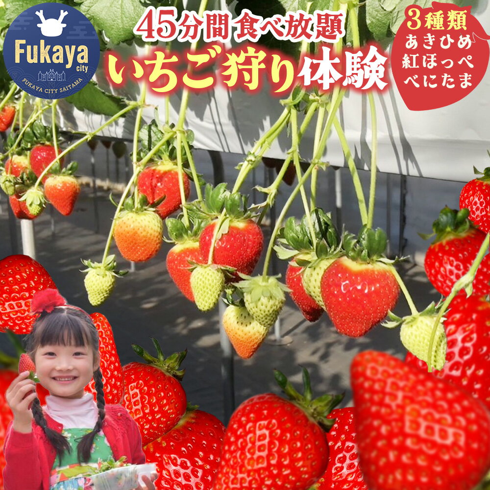 [埼玉県]いちご狩り3種類食べ比べ体験(大人1名様) 品種:あきひめ・紅ほっぺ・べにたま 〜たっぷり45分間お楽しみいただけます!〜 [11218-0945] # いちご 深谷 深谷市 あまりん 花園いちご園