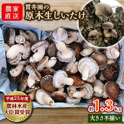 【ふるさと納税】【訳あり】生産者直送! 貫井園の原木生しいたけ サイズおまかせ 約1.3kg【配送不可地域:離島】【1369008】