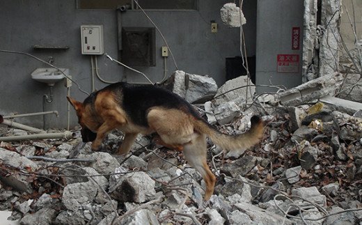 【ふるさと納税】 日本捜索救助犬協会の活動を応...の紹介画像3