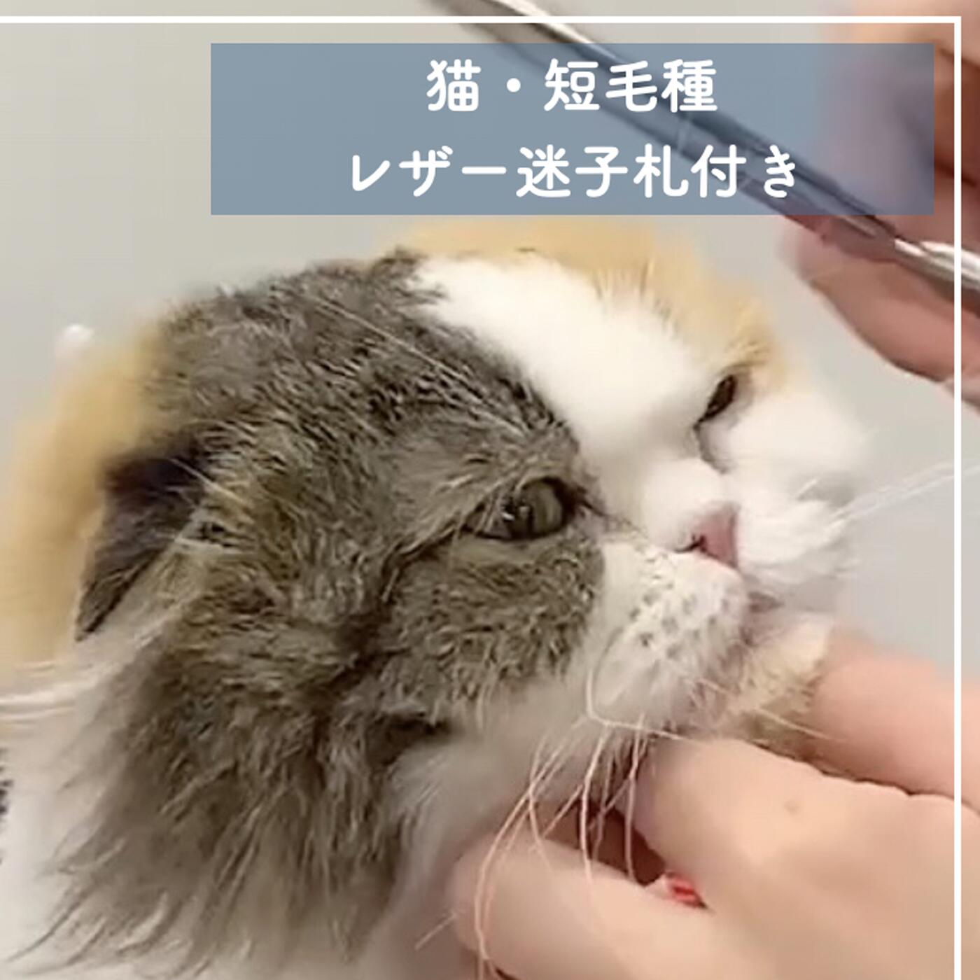 【ふるさと納税】 トリミングチケット【猫短毛種】レザー迷子札付き【犬 ドッグ わんちゃん ペットトリミング チケット 体験】