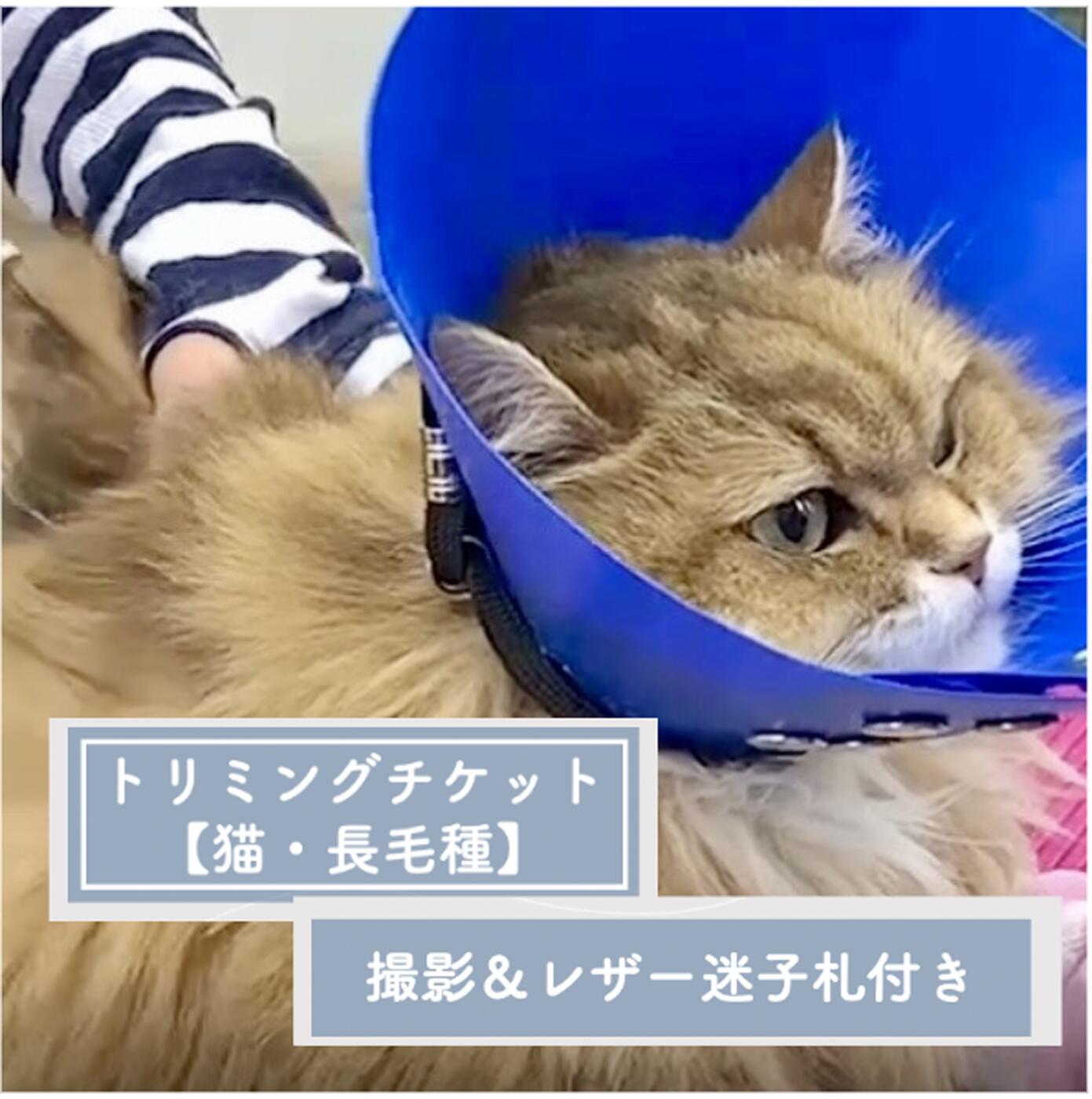 【ふるさと納税】 トリミングチケット【猫長毛種】撮影＆レザー迷子札付き【犬 ドッグ わんちゃん ペットトリミング チケット 体験】