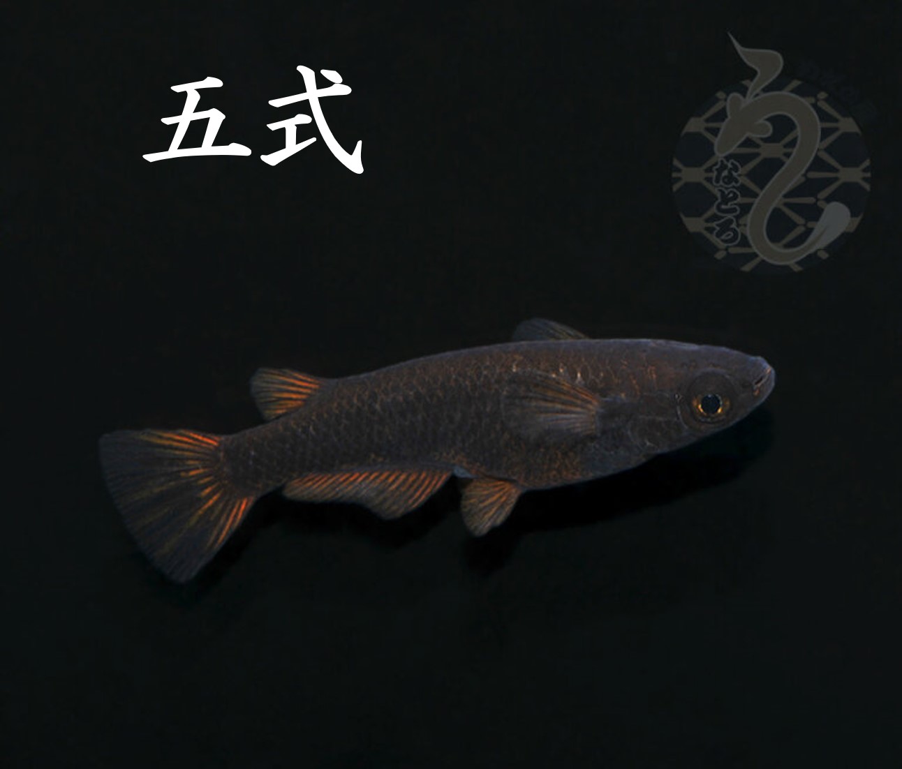 【ふるさと納税】0010-095～0050-011 メダカ「五式」（1～3ペア）