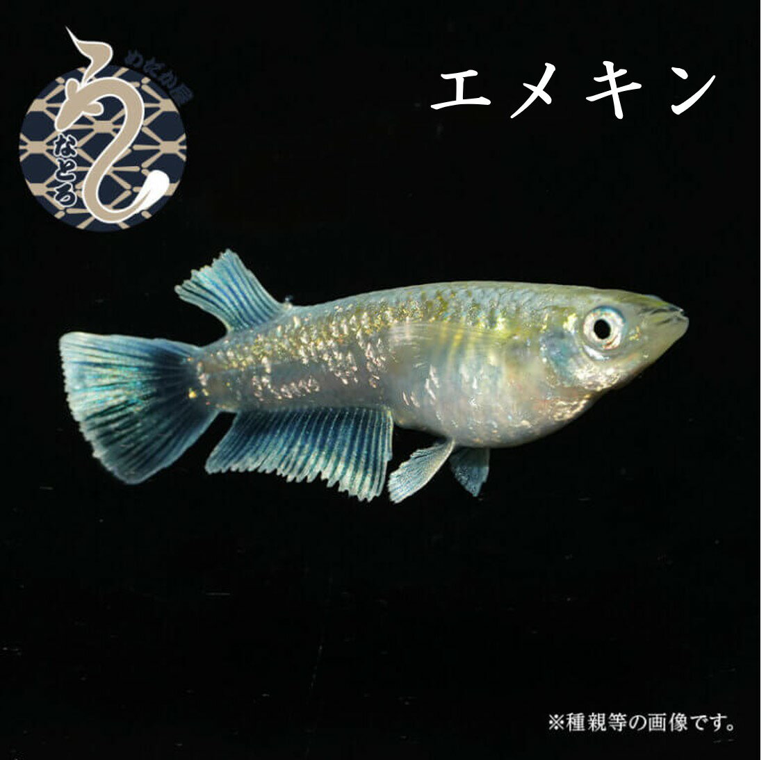 ※返礼品についてなるべく早めの発送を心がけておりますが、入金を確認してから発送までに1ヵ月以上お時間いただく場合がございます。配送日時指定のご希望や事前連絡等の対応はいたしかねますので予めご了承の程宜しくお願い致します。※返礼品の送付は、寄附者が埼玉県富士見市外にお住まいの方に限らせていただきます。 製品説明 名称 メダカ「エメキン（マリアージュキッシングワイドフィン・エメラルドフィンタイプ）」1ペア 規格・容量 オス1+メス1の合計2匹（1ペア） サイズ：1.5～3cm 体　型：ヒレ長 発送時期 通年 備考 【必ずお読みください】 ・画像の個体は親または兄弟です。実際にお送りする個体ではありません。 ・オスとメスの判別は100%ではありません。 ・商品の性質上、原則として交換はお受けできません。 死着の場合、到着後すぐに（酸素パッキング袋開封前）お電話（080-4438-9292）またはメール（medaka@unatorofarm.com）でご一報ください。状況を確認させていただき着払いで商品をご返送後、交換いたします。酸素パッキングされた袋を開封されますと対応できませんのでご注意ください。 お客様の事由により到着予定日から遅れての受け取りで死着した場合は、いかなる交換も対応できませんのでご注意ください。 製造者 株式会社うなとろふぁーむ 埼玉県富士見市上南畑3022 店舗説明 都心から好アクセス、埼玉県富士見市にある関東最大級のめだか屋「うなとろふぁ～む」です。 ビニールハウスに約700個のプラ舟を設置して、約70種類のメダカを繁殖・飼育・販売しています。 品種の選別漏れメダカ（100円）からマニアックな高級めだか、品評会入賞魚（数万円）まで、幅広い価格帯のメダカを販売していますので、初めてメダカを飼う方から自分好みの個体をお探しの方まで一年中メダカを楽しんでいただけます。 また、メダカの活き餌「ミジンコ」も繁殖・販売しています。圧倒的な食い付きを実感していただけると思いますので使ったことがない方はぜひ一度お試しください。当店自慢のオオミジンコとタマミジンコは365日販売中です（時期によってオオミジンコまたはタマミジンコのいずれかの販売となります）。 LINEなどで飼育相談やミジンコの増やし方のレクチャーも随時行っています。 駐車場16台分完備、「見るだけ」も大歓迎です。ネットや雑誌でしか見られない綺麗なメダカもいますのでぜひ遊びに来てください。 ・ふるさと納税よくある質問はこちら ・寄付申込みのキャンセル、返礼品の変更・返品はできません。あらかじめご了承ください。「ふるさと納税」寄附金は、下記の事業を推進する資金として活用してまいります。 寄附を希望される皆さまの想いでお選びください。 1)子どもを育むまちづくり推進事業 2)健康及び福祉増進のための事業 3)生涯学習を推進するための事業 4)安心・安全なまちづくり推進事業 5)その他の事業（市長におまかせ） ■寄附金受領証明書 入金確認後、注文内容確認画面の【注文者情報】に記載の住所に約1～2ヶ月程度で発送いたします。 ■ワンストップ特例申請書 「ふるさと納税ワンストップ特例制度」をご利用頂く場合、当自治体へ「ワンストップ特例申請書」を直接郵送・ご持参頂く必要があります。ワンストップ特例申請書は、ご希望の場合受領書と一緒に送付していますが、直ちにご利用の場合、ご自身で下記ダウンロードページから申請書をダウンロードいただき、印刷したものをご利用ください。申請書のダウンロードはこちらhttps://event.rakuten.co.jp/furusato/guide/onestop.html 〒354-8511 埼玉県富士見市大字鶴馬1800番地の1 富士見市役所　政策財務部　政策企画課　まちづくり寄附担当　宛て 入金確認後、注文内容確認画面の【注文者情報】に記載の住所に約1～2ヶ月程度で発送いたします。 発送の時期は、寄付確認後2ヵ月以内を目途に、お礼の特産品とは別にお送りいたします。