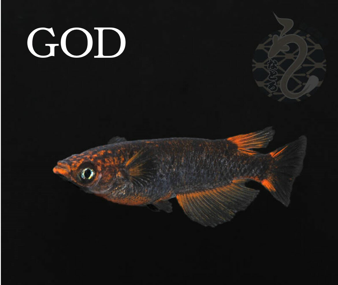 【ふるさと納税】0020-077～0060-002　メダカ「GOD」（1～3ペア）