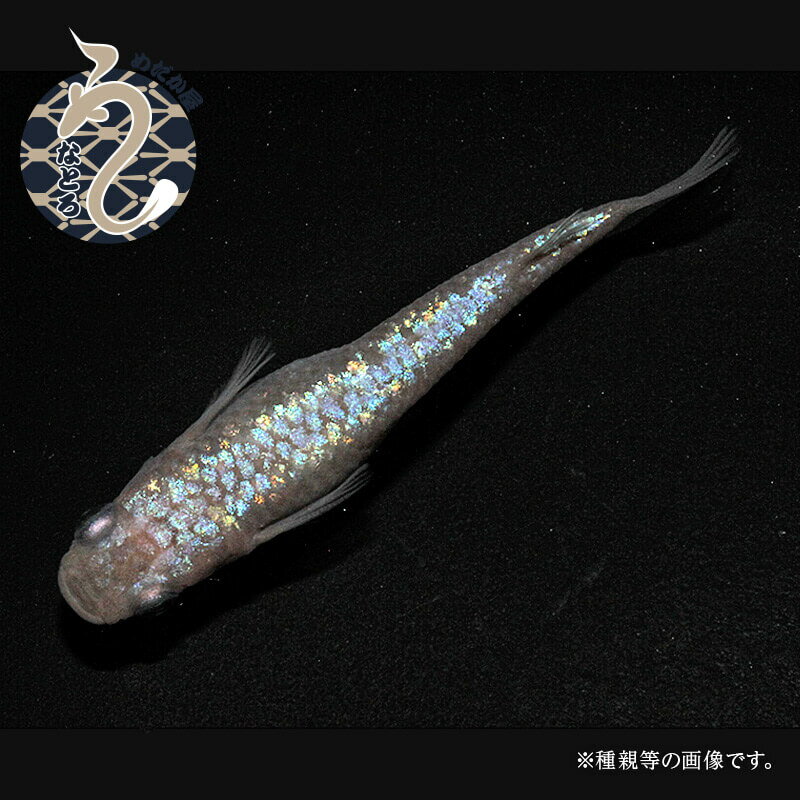 0020-087〜0050-020 メダカ「ピンクサファイア」1ペア〜3ペア