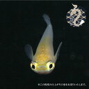 【ふるさと納税】0020-086~0050-019 メダカ「ポニョ」1ペア~3ペア(4)