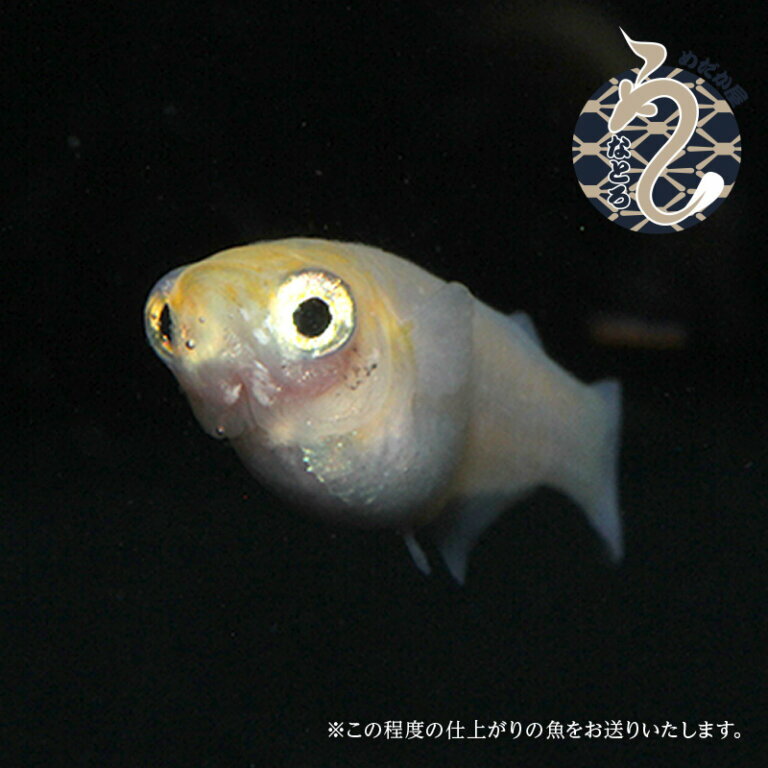 埼玉県富士見市の画像3