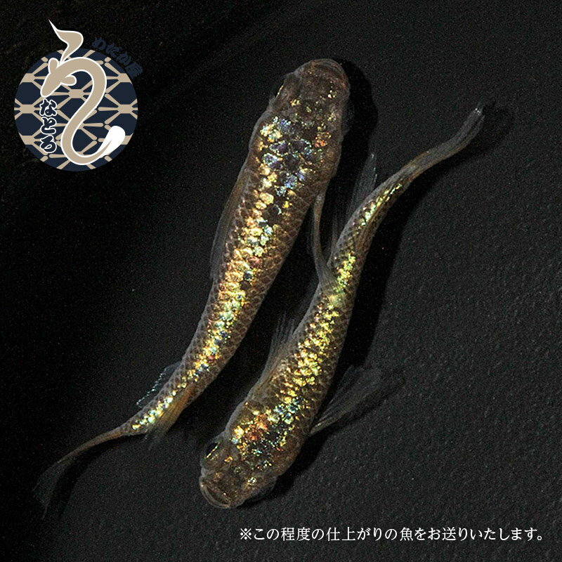 0035-006〜0100-007 メダカ「ラメ王風雅」1ペア〜3ペア