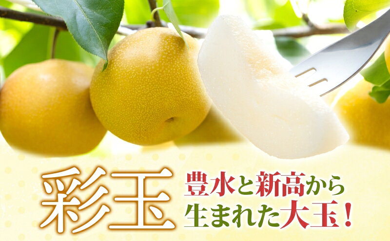 【ふるさと納税】蓮田市産 日本梨 彩玉 5kg フルーツ 果物 ナシ なし 甘い みずみずしい シャリシャリ 食感 果汁 くだもの デザート おやつ お取り寄せ 産地直送 旬 ギフト 贈答用 家庭用 埼玉県 蓮田市　お届け：2026年8月下旬～末日
