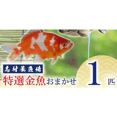 農林水産大臣賞受賞!特選金魚おまかせ1匹 志村養魚場産(埼玉県坂戸市)【1777035】