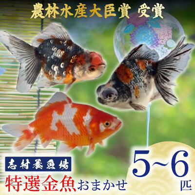 農林水産大臣賞受賞!特選金魚おまかせ5～6匹 志村養魚場産(埼玉県坂戸市)【1777038】