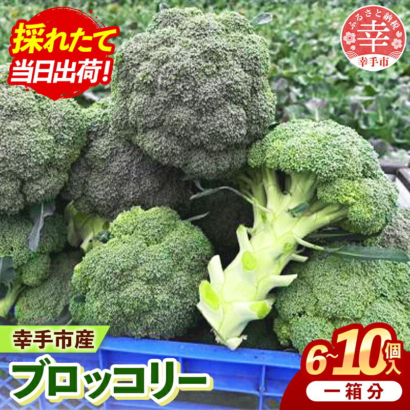 幸手市で生産されたブロッコリーを1箱分(規格によって6～10個入り)をお届けします。 採れたてのブロッコリーをぜひご賞味ください。 【きあり農園】 2024年の10月から専業農家として大根や人参、枝豆、にんにく、ブロッコリー等を生産しています。 きあり農園の野菜を食べていただけた方に「美味しい」と言っていただけるような野菜作りを目指して、日々努力していきます！ ぜひ、一度ご賞味ください。 【ご注意ください】 ※農産物のため、形や大きさにばらつきがあるほか、若干の傷や虫食いの跡が見られる場合がございます。品質には問題ございませんので、あらかじめご了承ください。 ※気温変化の影響等により、生育・収穫状況に変動があるため、受付状況は随時更新いたします。ご了承のほどお願いいたします。 商品名 【きあり農園】幸手市産 ブロッコリー 1箱 商品説明 幸手市で生産されたブロッコリーを1箱分(規格によって6～10個入り)をお届けします。 採れたてのブロッコリーをぜひご賞味ください。 内容量 幸手市産 ブロッコリー　1箱　(規格によって6～10個入り) アレルギー 特定原材料8品目は使用していません 特定原材料に準ずるもの20品目は使用していません ※ 表示内容に関しては各事業者の指定に基づき掲載しており、一切の内容を保証するものではございません。 ※ご不明の点がございましたら事業者まで直接お問い合わせ下さい。 賞味期限 発送から3日間 発送期日 2026年12月～2027年1月 　　 配送状態 冷蔵 事業者名 きあり農園 ・ふるさと納税よくある質問はこちら ・寄付申込みのキャンセル、返礼品の変更・返品はできません。寄付者の都合で返礼品が届けられなかった場合、 返礼品等の再送はいたしません。あらかじめご了承ください。 ・寄付申込みのキャンセル、返礼品の変更・返品はできません。あらかじめご了承ください。【ふるさと納税】【きあり農園】幸手市産 ブロッコリー 1箱 - 朝採れ 旬野菜 産地直送 野菜 ベジタブル 美味しい おいしい おつまみ 晩酌 サラダ 温野菜 おすすめ 送料無料 埼玉県 幸手市 「ふるさと納税」寄付金は、下記の事業を推進する資金として活用してまいります。 寄付を希望される皆さまの想いでお選びください。 (1)シティプロモーションに関する事業 (2)こどもたちの教育に関する事業 (3)こどもから高齢者までの健康・福祉に関する事業 (4)資源のリサイクルなど環境に関する事業 (5)農業・商業・工業を支援する事業 (6)使途を指定しない 入金確認後、注文内容確認画面の【注文者情報】に記載の住所にお送りいたします。 発送の時期は、寄付確認後2週間以内を目途に、お礼の特産品とは別にお送りいたします。