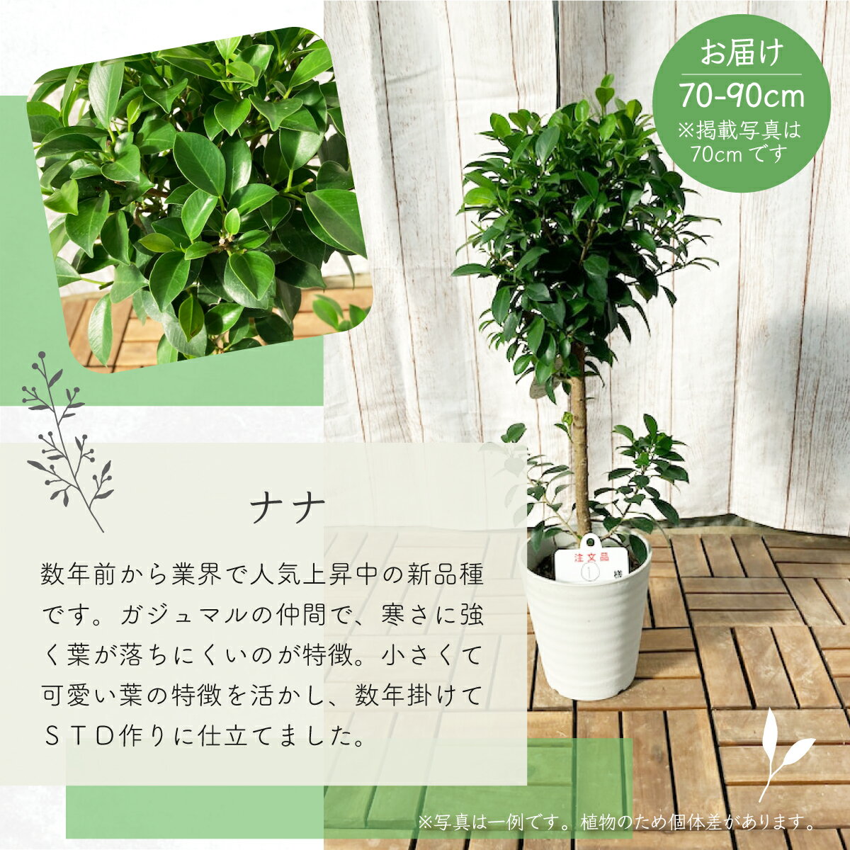 【ふるさと納税】プロが選ぶ厳選・観葉植物　7号鉢　【11246-0027】