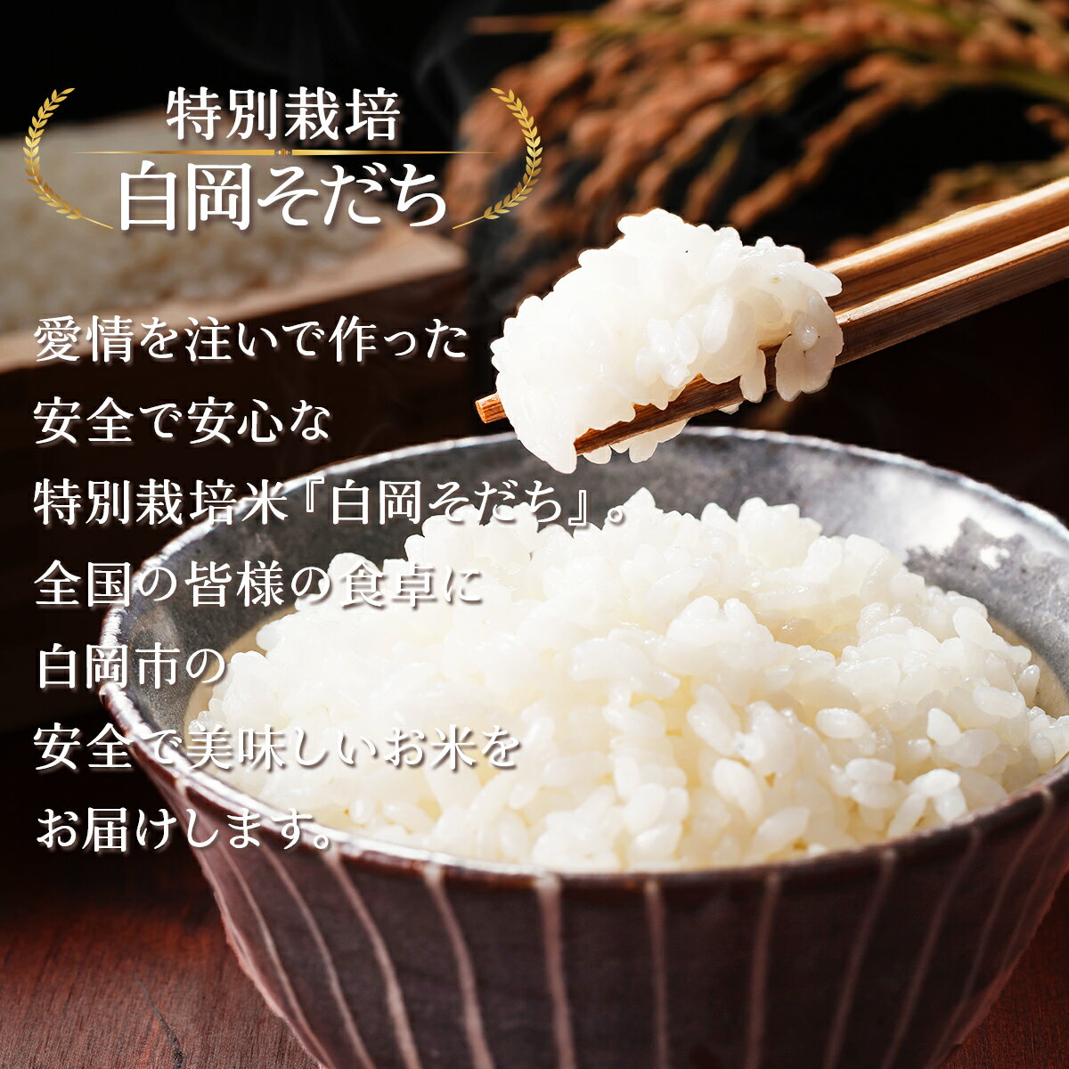 【ふるさと納税】＜令和6年産＞特別栽培米　コシヒカリ　5kg　【11246-0108】 お米 送料無料 埼玉県 白岡市 白米 こしひかり 白岡そだち 白岡産