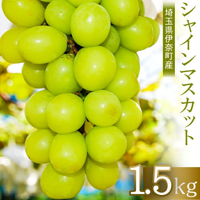 【ふるさと納税】先行予約 2023年産 埼玉県伊奈町産シャインマスカット1.5kg ／山岸農園 ブドウ ぶどう 葡萄 果物 フルーツ 数量限定のサムネイル