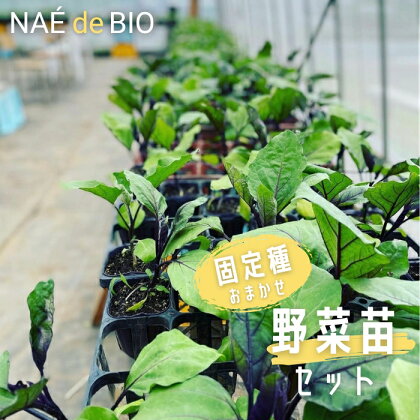 野菜苗 固定種 おまかせ 有機農家 ないとう農園 NAÉ de BIO 有機農業 土壌医 6個セット 12個セット 16個セット