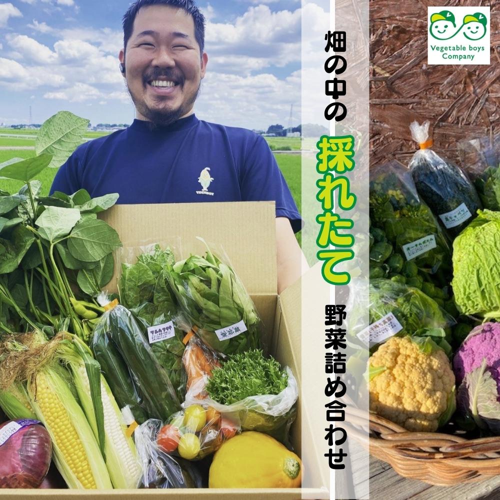 畑の中の採れたて野菜詰め合わせセット ベジボーイの新鮮野菜セット