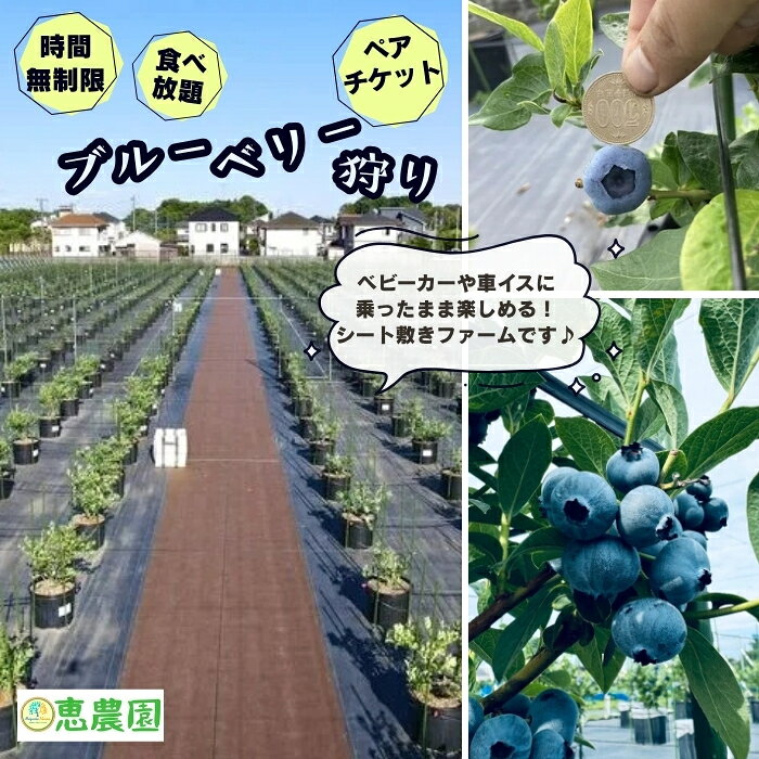 恵農園の ブルーベリー狩り ペアチケット 食べ放題 時間制限なし ブルーベリー 摘み取り体験