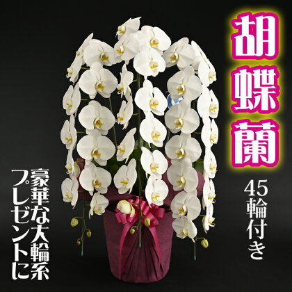 胡蝶蘭(大輪系・45輪付き)【豪華な大輪系】