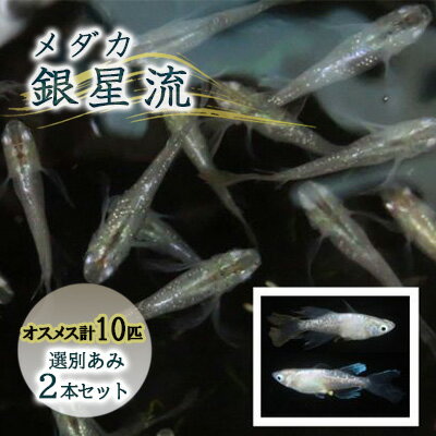 【ふるさと納税】銀星流（ぎんせいりゅう）10匹（M～Lサイズ）　選別あみ2本セット　【 生き物 魚 銀色 光体型 ラメ ヒレ 長い 個体 メダカ 保冷剤 生体 安全 オス メス 】