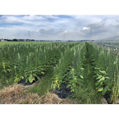 【ふるさと納税】希少な国産!【金ごま】500g(100g×5パック)【1521573】