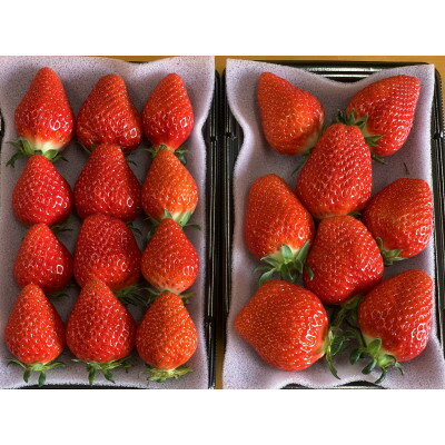 【ふるさと納税】【新品種べにたま】2パック(560g) ついに解禁!【配送不可地域：離島・北海道・沖縄県・中国・四国・九州】【1573597】のサムネイル
