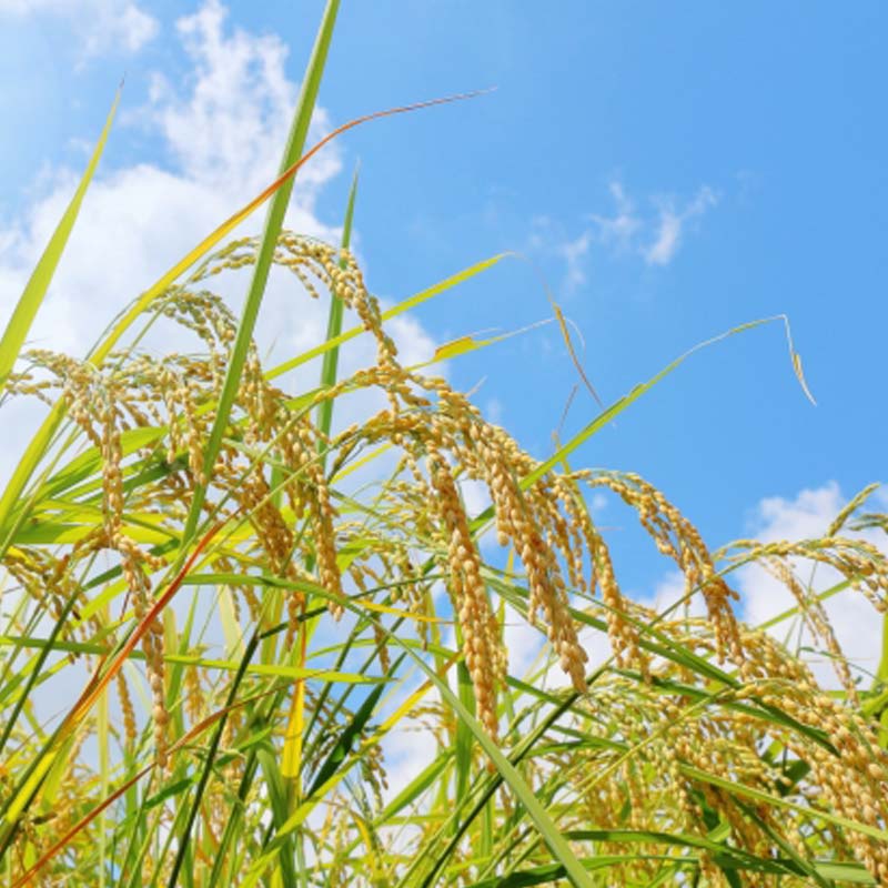 埼玉県吉見町の画像3