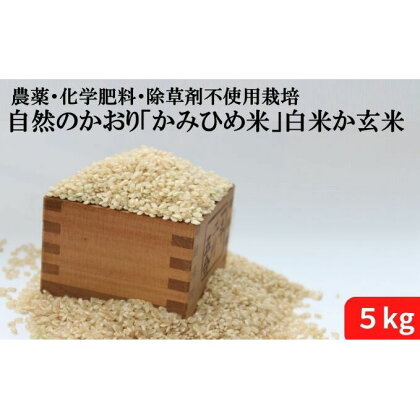自然のかおり「かみひめ米」白米か玄米 5kg　【お米】