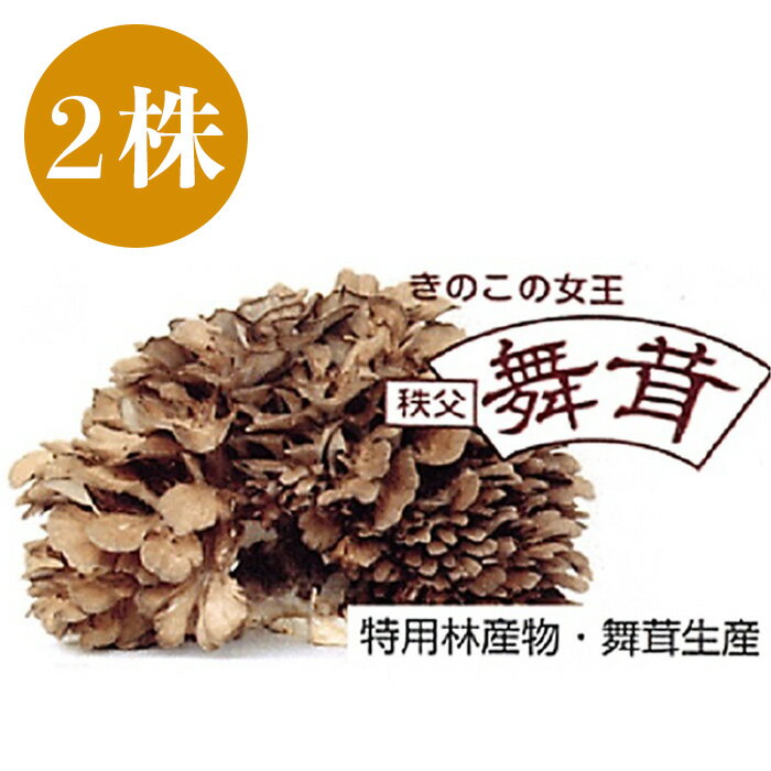 舞茸 2株 秩父 まいたけ 国産きのこ キノコ 野菜 低カロリー ダイエット 国産 名物 名産 送料無料 マイタケ(きのこの女王 秩父まいたけ)2株入り