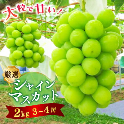 【2026年9月発送】【厳選】シャインマスカット2kg【配送不可地域：離島】【1204342】