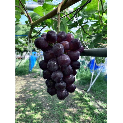 【ふるさと納税】黒いシャインマスカット　富士の輝　1.2kg【配送不可地域：離島】【1375085】のサムネイル