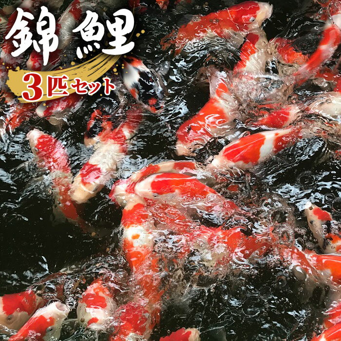 錦鯉（ニシキゴイ） 3匹セット（15cm～20cm） ／ 魚 生き物 錦鯉 ニシキゴイ 3匹セット 15cm～20cm 観賞魚 生体 鯉 コイ 淡水魚 池 飼育 アクアリウム 癒し 日本の伝統魚 国産 送料無料 埼玉県 No.063