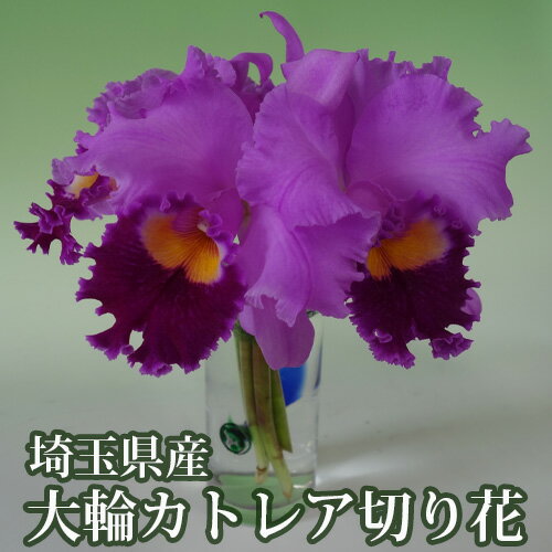 12位! 口コミ数「0件」評価「0」 埼玉県産大輪カトレア切り花7輪前後入（ピンク系） ／ 花束 華やか 香り 送料無料 埼玉県 No.158