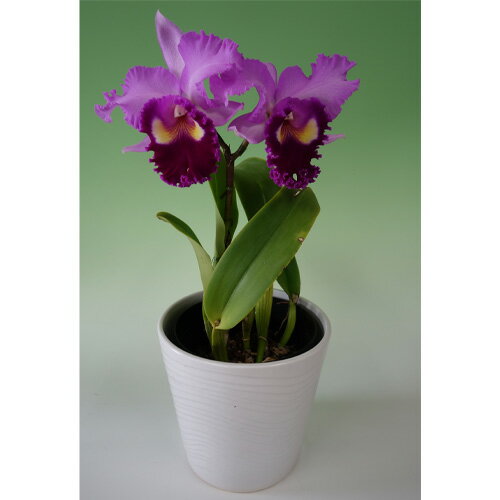 【ふるさと納税】 埼玉県産大輪カトレア2輪付き（ピンク系・化粧鉢入） ／ 花束 華やか 香り 送料無料 埼玉県 No.160