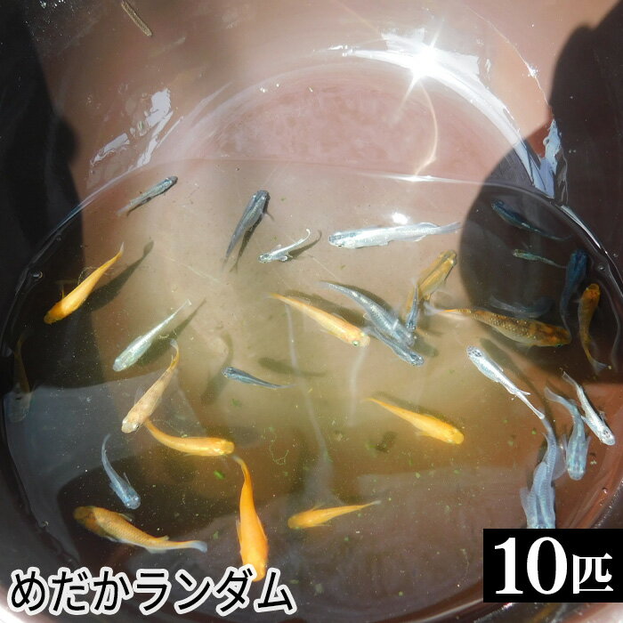 【ふるさと納税】 めだかランダム ／ メダカ 生き物 送料無料 埼玉県 No.199