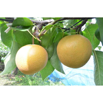 【ふるさと納税】神川の梨(豊水)【5kg】【配送不可地域：離島・沖縄県】【1231898】のサムネイル