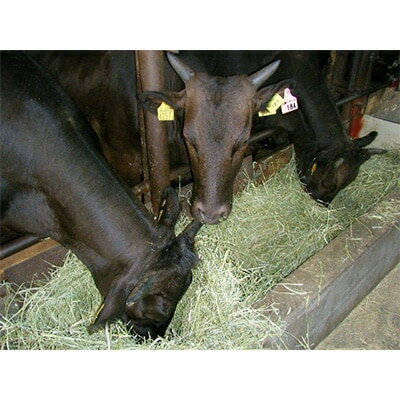 �ڤդ뤵��Ǽ�ǡ۾�ΤĮ���ں̤������ۥ�����������1250g(����֤������)��1098352��