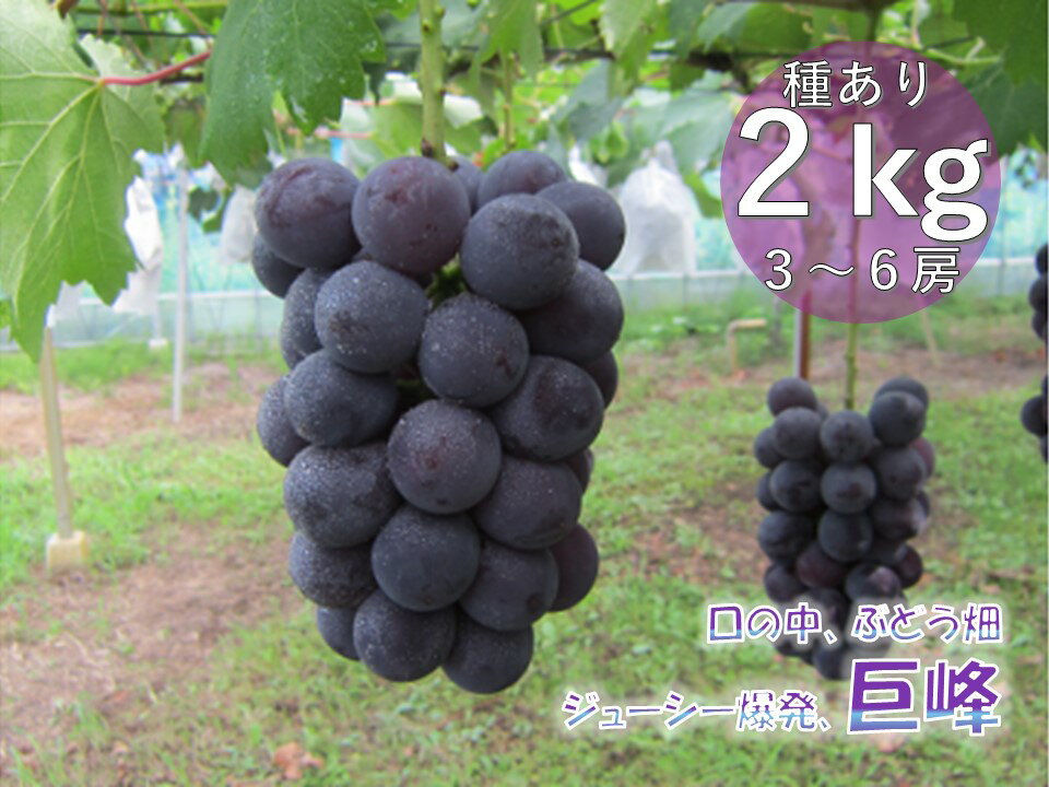 みやしろ特産・巨峰2kgセット