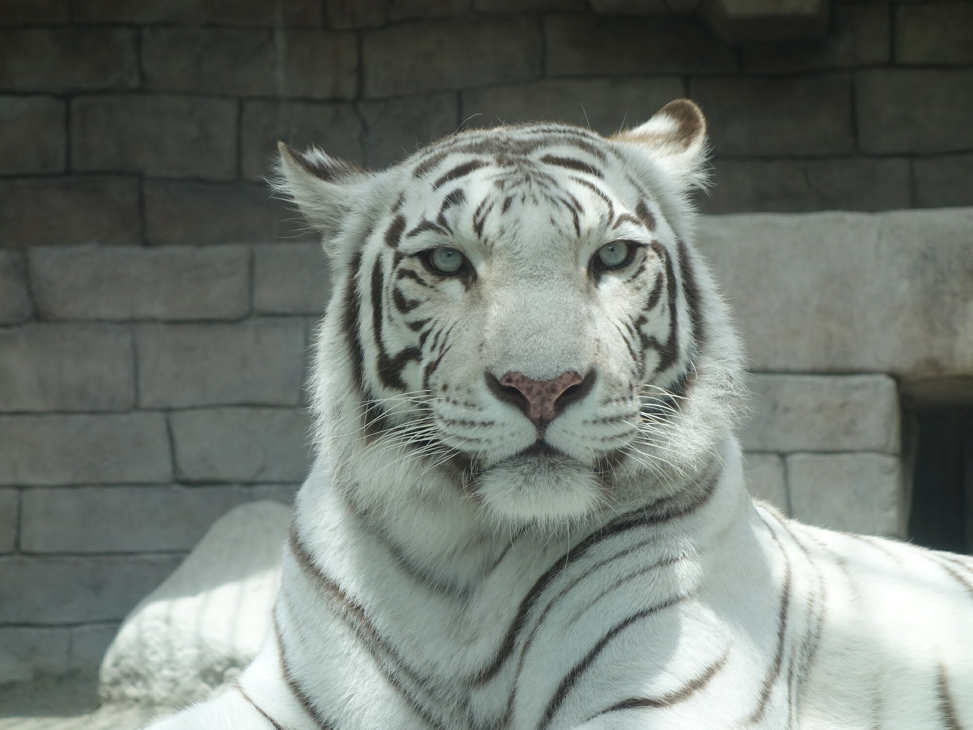 【ふるさと納税】東武動物公園「入場券＋のりもの券10枚綴り」（ペア）その2